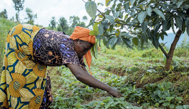 Fostering Climate Resilience and Sustainable Livelihoods through the Agroforestry for Livelihoods Project in Rwanda