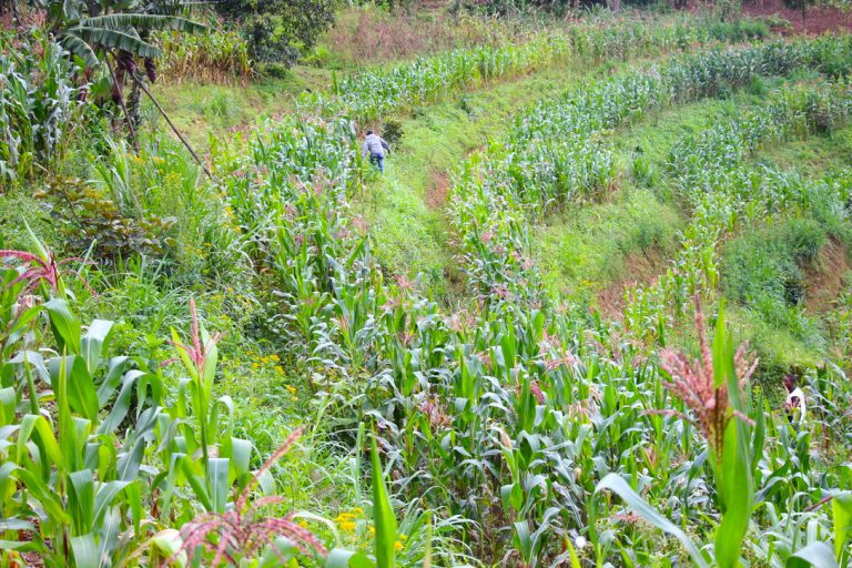 ARCOS Establishes Terraces to Fight Erosion and Improve Agriculture in Western Rwanda
