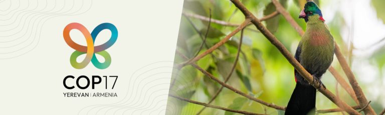 COP17 Biodiversity 2026: An opportunity to accelerate nature action in Africa
